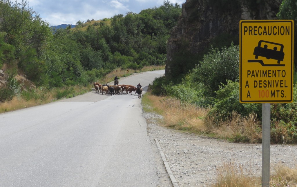 Cows in Road Patagonia