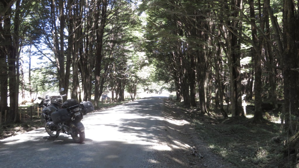 tree lined street patagonia