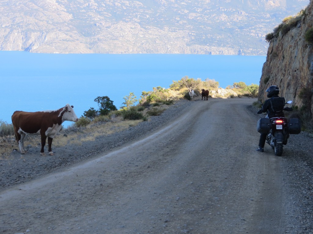 Greg and cow patagonia