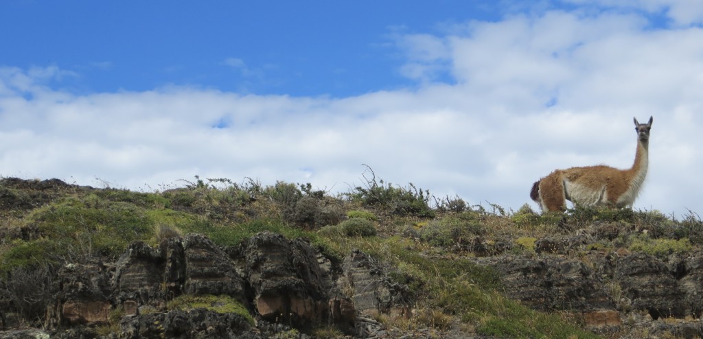 Guanaca Patagonia