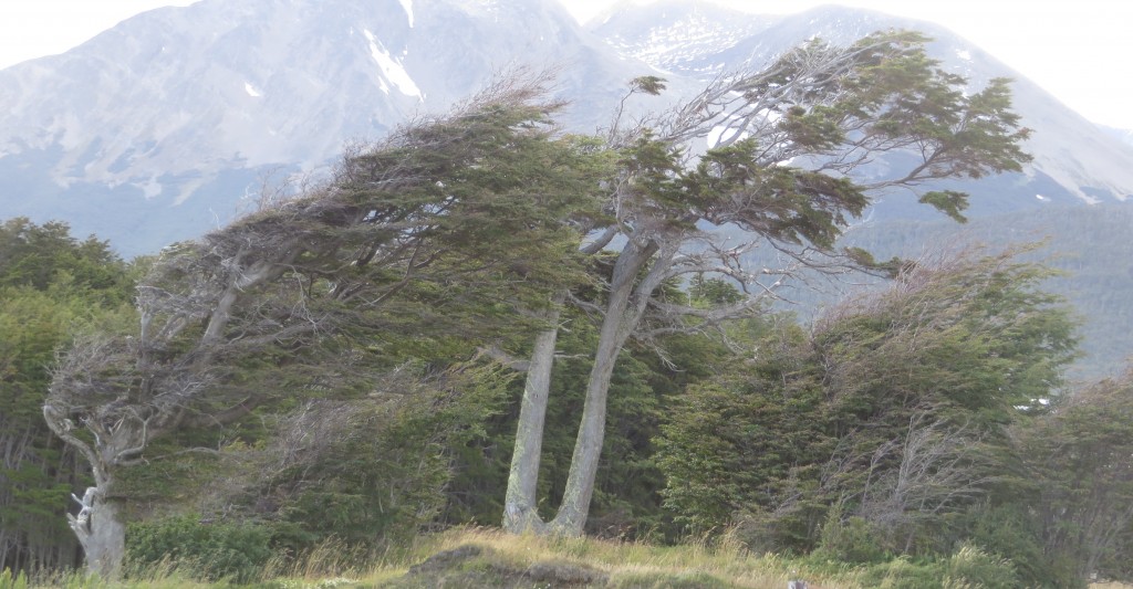 sideways trees Patagonia