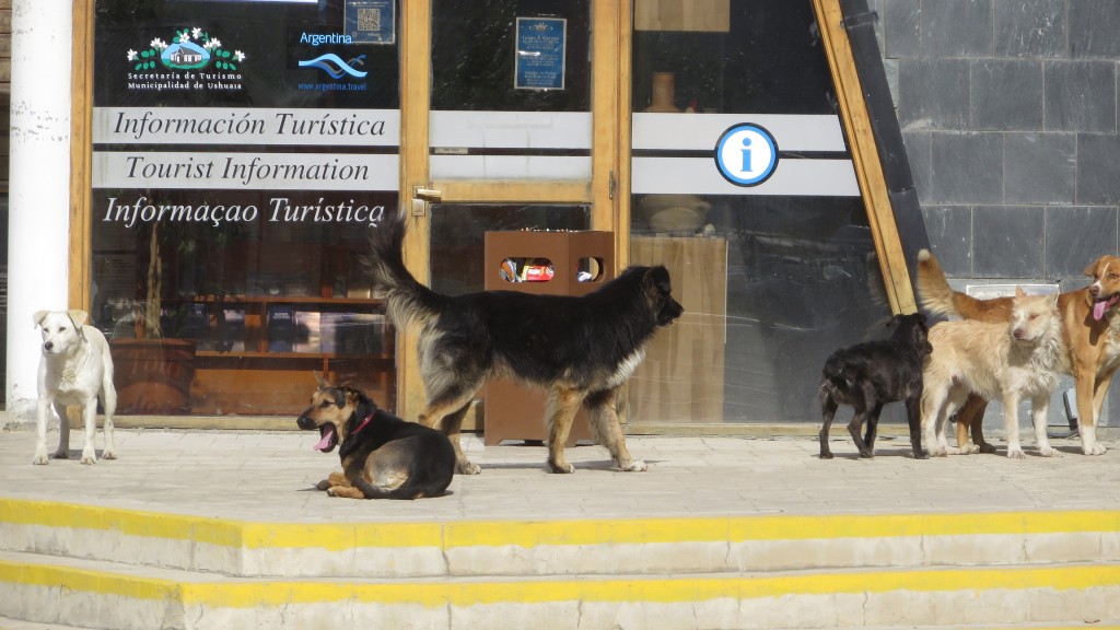 Dogs in Ushuaia