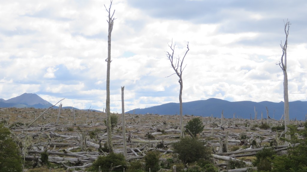 dead trees ushuaia