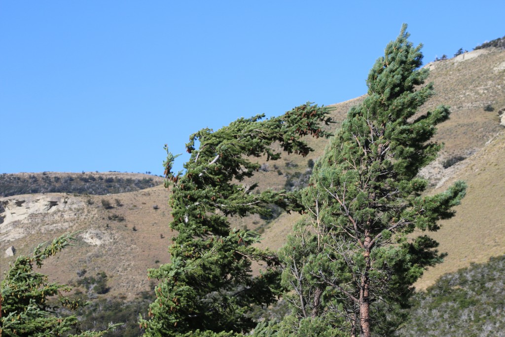 Windy trees ushuaia