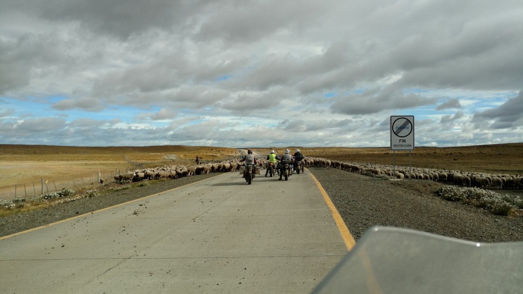 Sheep on road